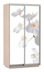 Шкаф-купе с фотопечатью Экспресс Хит Орхидея белая/Дуб молочный