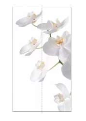 Шкаф-купе со стеклом Экспресс Дуо 1200х2200h Орхидея белая/Ясень шимо тёмный